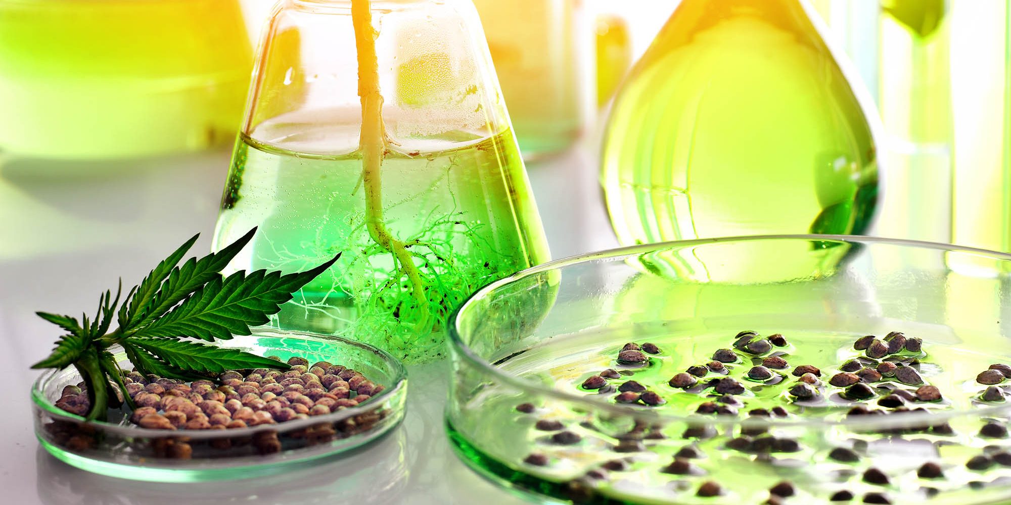 Scientific research of medical cannabis for use in medicine